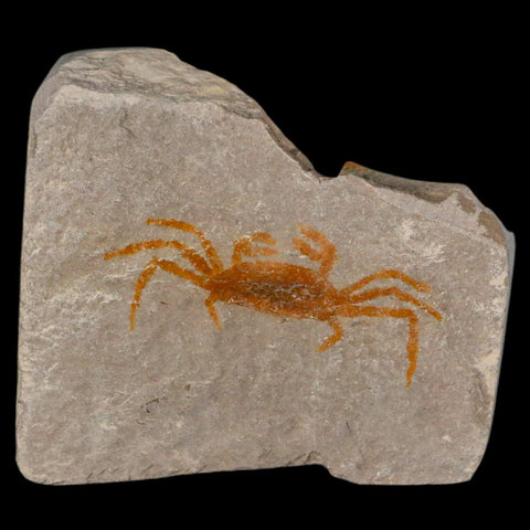 1.4" Fossil Crab Pinnixa Galliheri Pea Crab Monterey Cty San Luis Obispo Miocene Epoch - Fossil Age Minerals