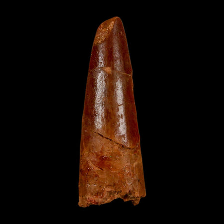 1.8" Spinosaurus Fossil Tooth 100 Million Years Old Cretaceous Dinosaur COA Stand