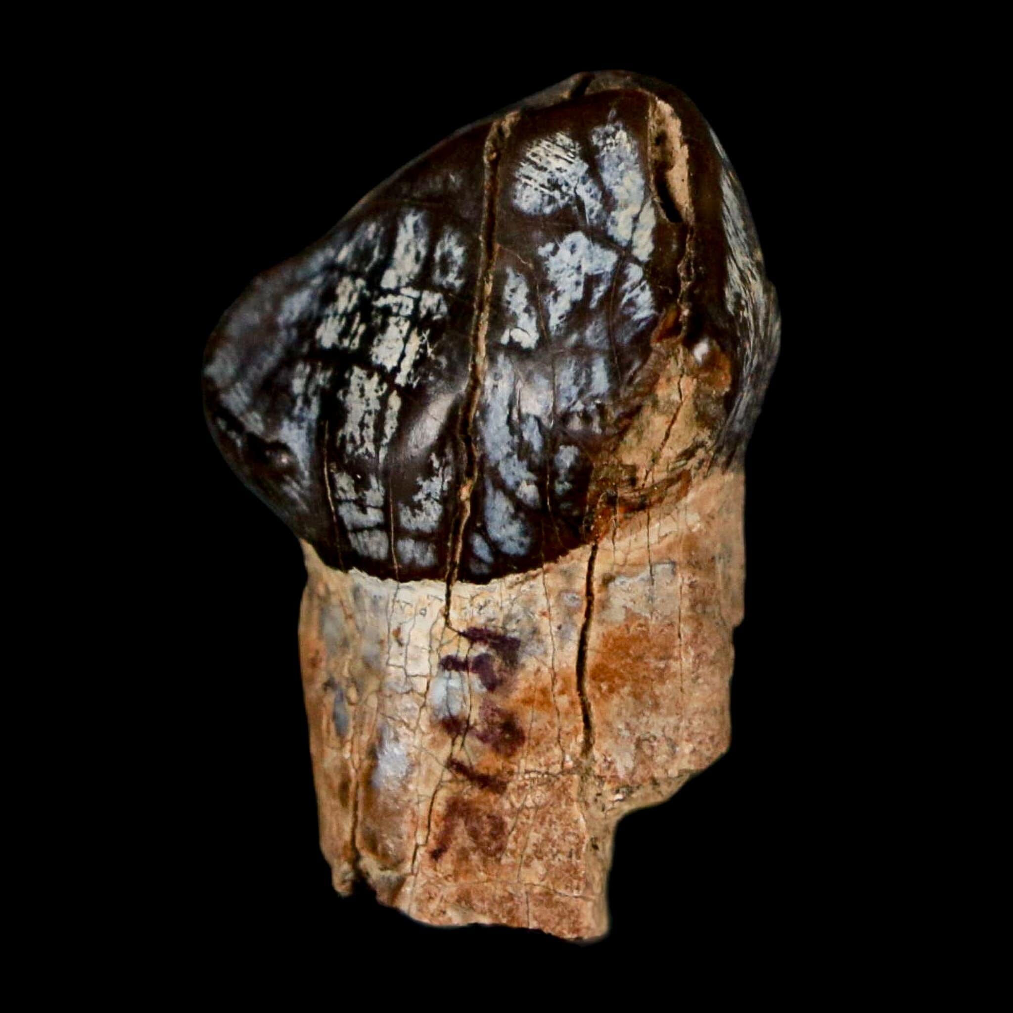1.2" Coryphodon Fossil Tooth Willwood Formation Big Horn County Wyoming Stand - Fossil Age Minerals