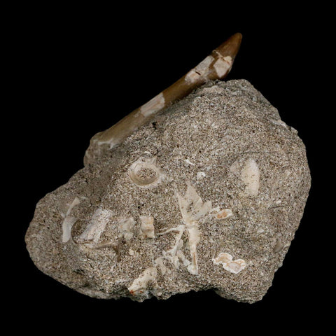 XL 2.2" Plesiosaur Zarafasaura Tooth Fossil In Matrix Cretaceous Dinosaur Era COA