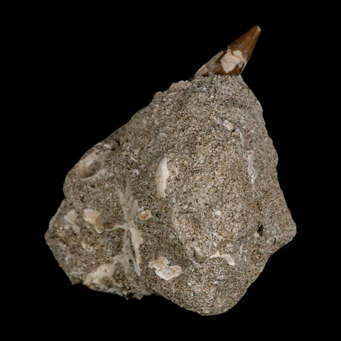 XL 2.2" Plesiosaur Zarafasaura Tooth Fossil In Matrix Cretaceous Dinosaur Era COA