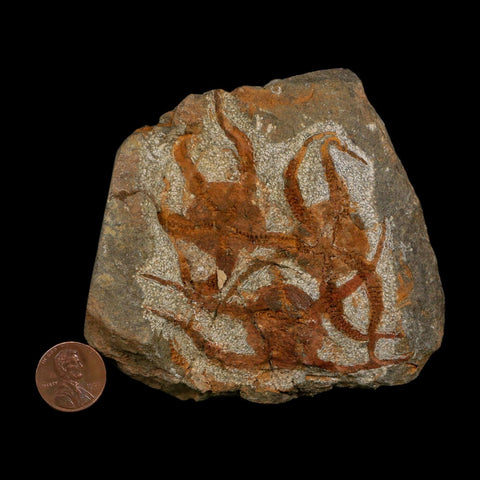 3 Three Brittlestar Ophiura Sp Starfish Fossil Ordovician Age Morocco COA - Fossil Age Minerals