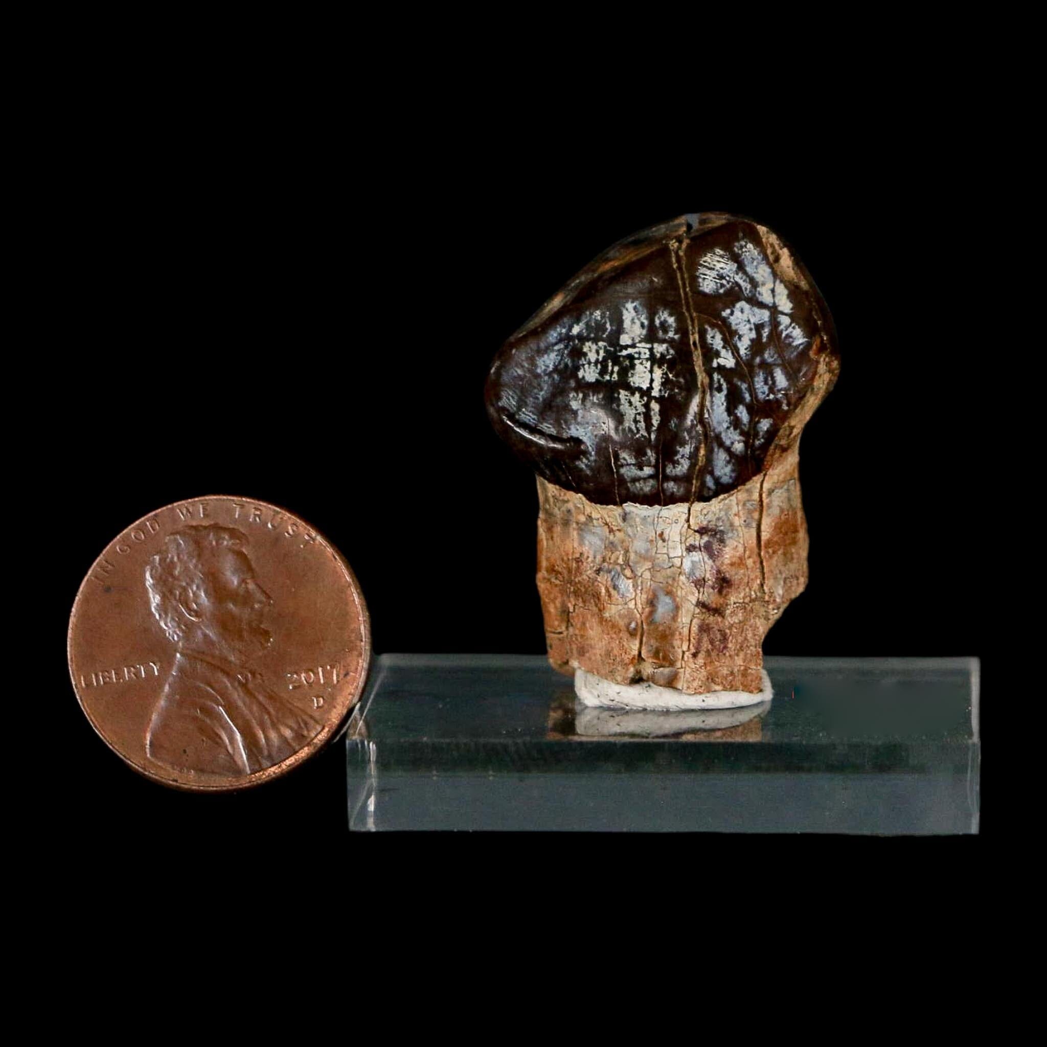 1.2" Coryphodon Fossil Tooth Willwood Formation Big Horn County Wyoming Stand - Fossil Age Minerals