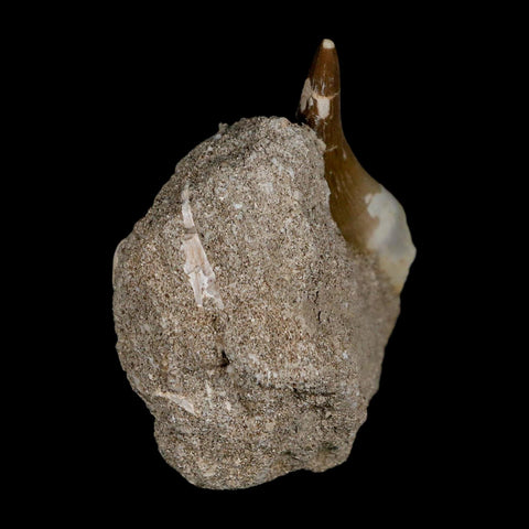 XL 2.2" Plesiosaur Zarafasaura Tooth Fossil In Matrix Cretaceous Dinosaur Era COA