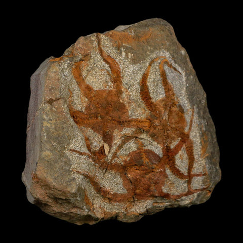 3 Three Brittlestar Ophiura Sp Starfish Fossil Ordovician Age Morocco COA - Fossil Age Minerals