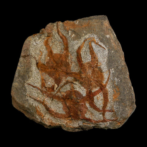3 Three Brittlestar Ophiura Sp Starfish Fossil Ordovician Age Morocco COA - Fossil Age Minerals