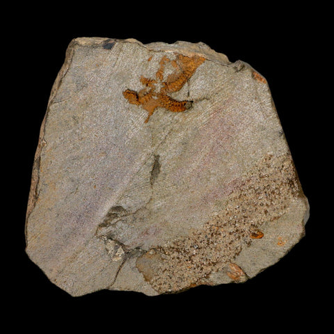 3 Three Brittlestar Ophiura Sp Starfish Fossil Ordovician Age Morocco COA - Fossil Age Minerals