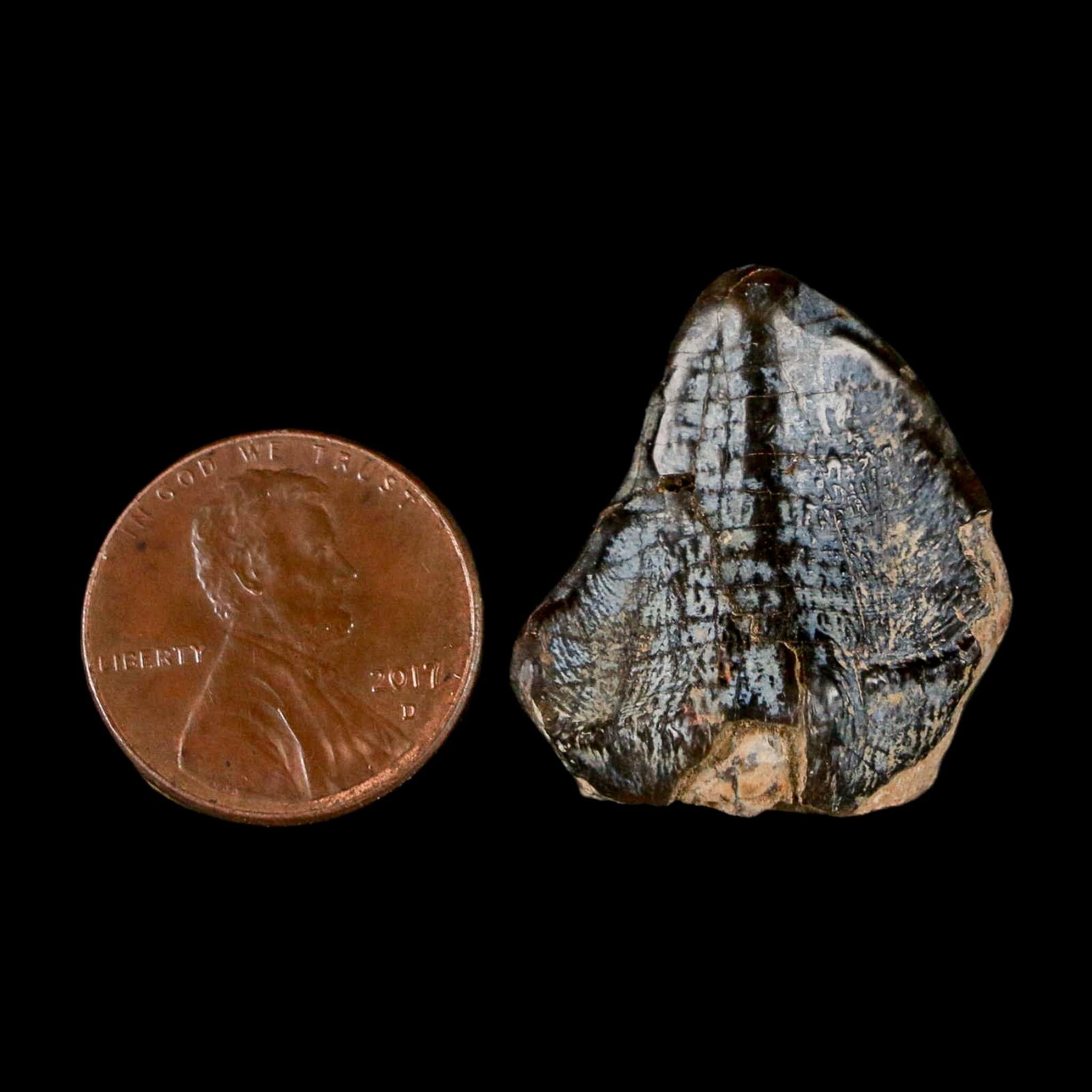 1" Coryphodon Fossil Tooth Willwood Formation Big Horn County Wyoming Stand - Fossil Age Minerals
