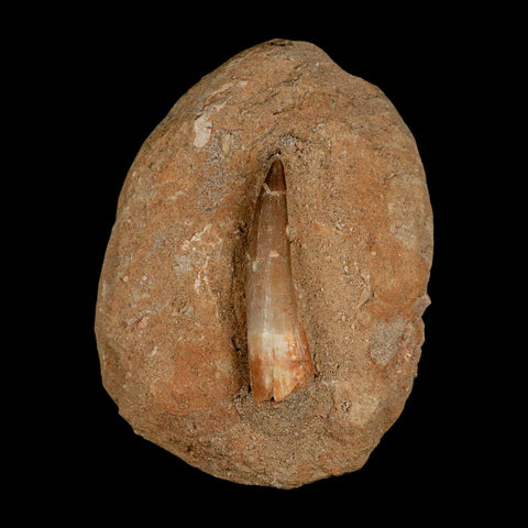 XL 2" Plesiosaur Zarafasaura Tooth Fossil In Matrix Cretaceous Dinosaur Era COA