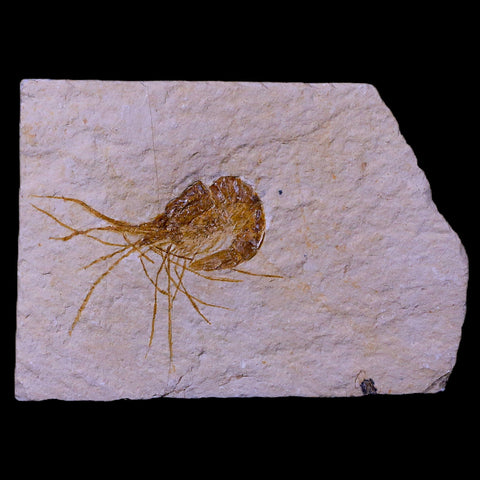 1.6" Fossil Shrimp Carpopenaeus Cretaceous Age 100 Mil Yrs Old Lebanon COA - Fossil Age Minerals