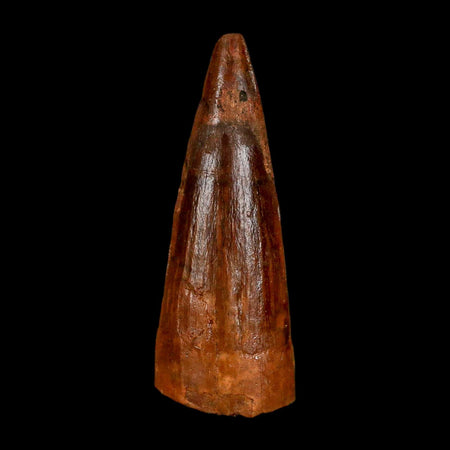 1.6" Spinosaurus Fossil Tooth 100 Million Years Old Cretaceous Dinosaur COA Stand