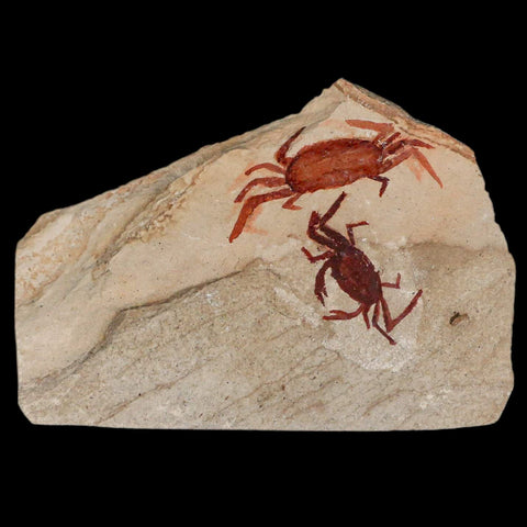 2 Two Fossil Crab Pinnixa Galliheri Pea Crab Monterey Cty San Luis Obispo Miocene COA - Fossil Age Minerals