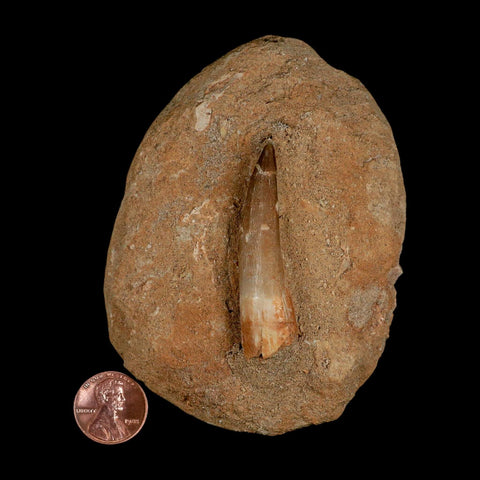 XL 2" Plesiosaur Zarafasaura Tooth Fossil In Matrix Cretaceous Dinosaur Era COA