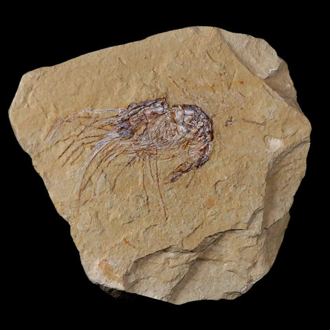 1.9" Fossil Shrimp Carpopenaeus Cretaceous Age 100 Mil Yrs Old Lebanon COA - Fossil Age Minerals