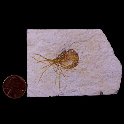 1.6" Fossil Shrimp Carpopenaeus Cretaceous Age 100 Mil Yrs Old Lebanon COA - Fossil Age Minerals