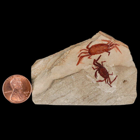 2 Two Fossil Crab Pinnixa Galliheri Pea Crab Monterey Cty San Luis Obispo Miocene COA - Fossil Age Minerals