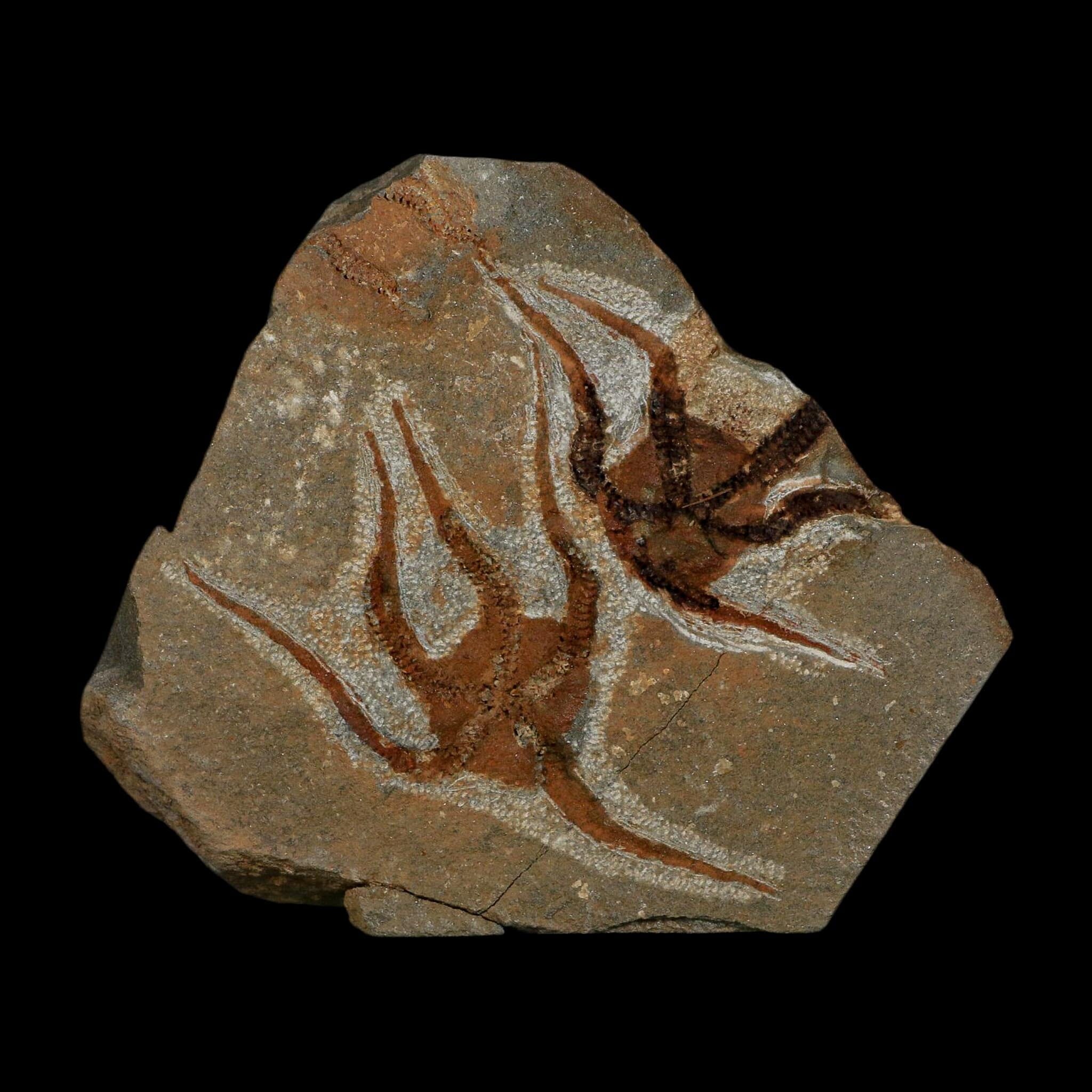 2 Two Brittlestar Ophiura Sp Starfish Fossil Ordovician Age Morocco COA - Fossil Age Minerals
