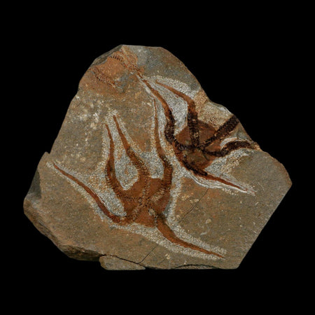 2 Two  Brittlestar Ophiura Sp Starfish Fossil Ordovician Age Morocco COA