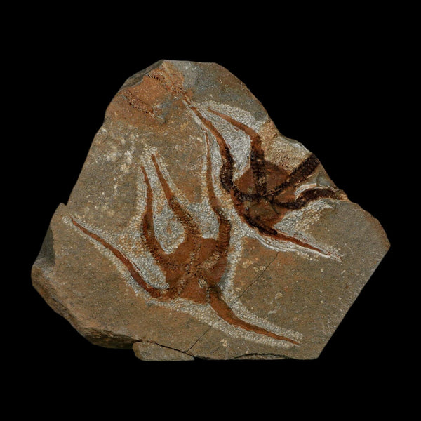 2 Two  Brittlestar Ophiura Sp Starfish Fossil Ordovician Age Morocco COA