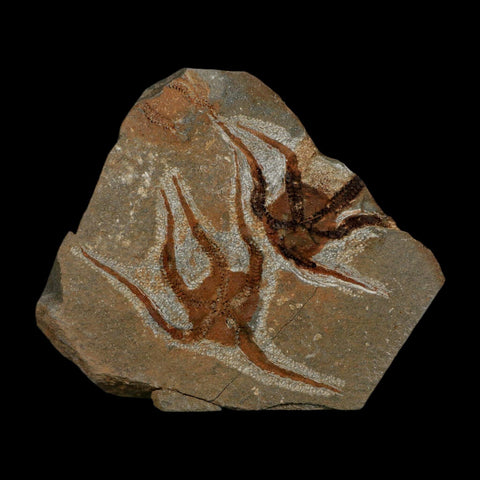 2 Two Brittlestar Ophiura Sp Starfish Fossil Ordovician Age Morocco COA - Fossil Age Minerals