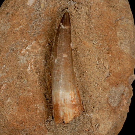 XL 2" Plesiosaur Zarafasaura Tooth Fossil In Matrix Cretaceous Dinosaur Era COA