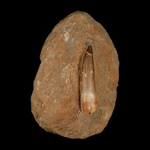 XL 2" Plesiosaur Zarafasaura Tooth Fossil In Matrix Cretaceous Dinosaur Era COA