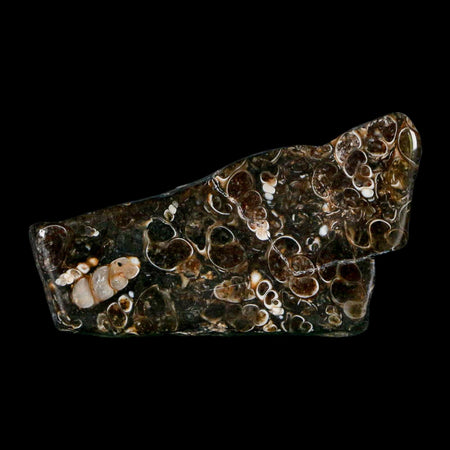 2.4" Polished Cut Slab Of Fossil Turritella Shells Eocene Age Wyoming Gastropod Shells