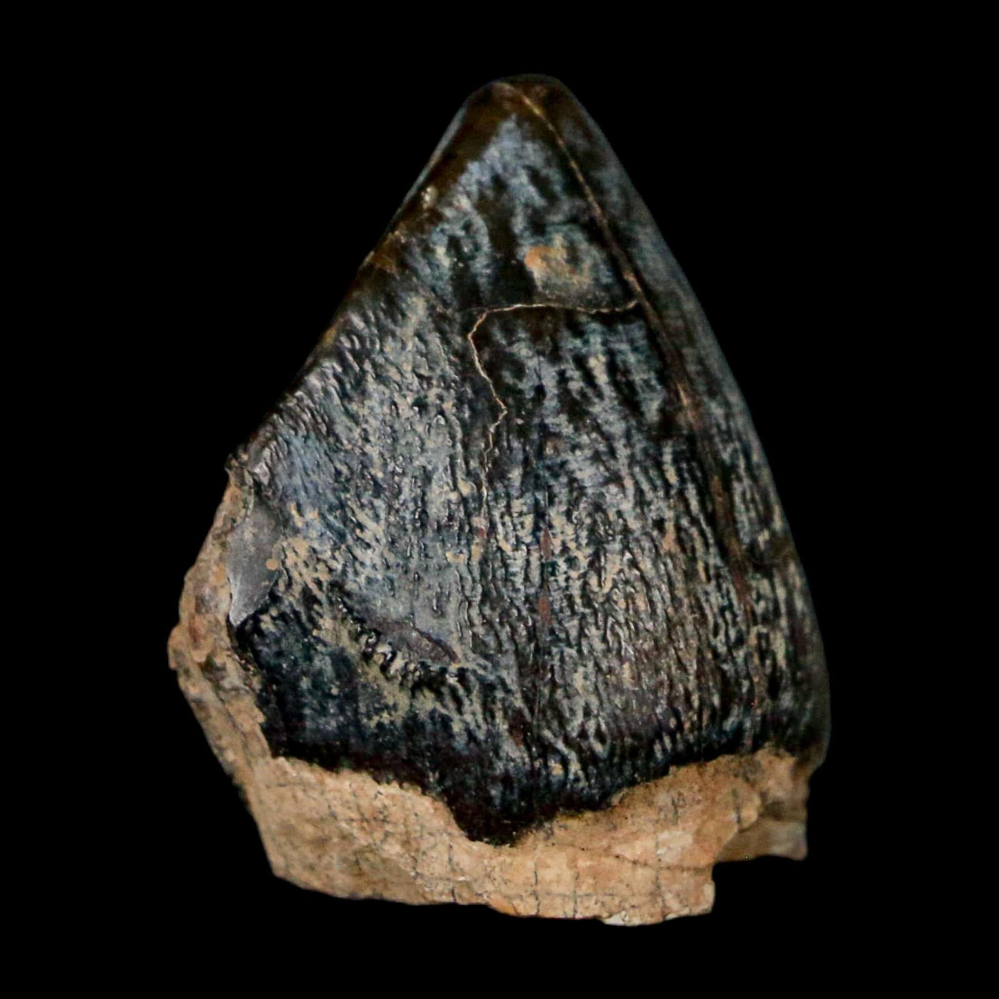 1" Coryphodon Fossil Tooth Willwood Formation Big Horn County Wyoming Stand - Fossil Age Minerals