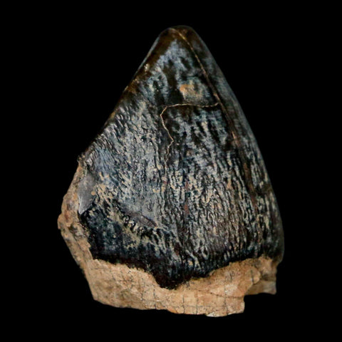 1" Coryphodon Fossil Tooth Willwood Formation Big Horn County Wyoming Stand