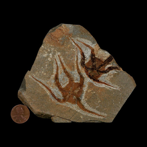 2 Two Brittlestar Ophiura Sp Starfish Fossil Ordovician Age Morocco COA - Fossil Age Minerals