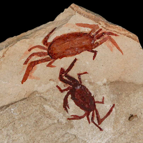 2 Two Fossil Crab Pinnixa Galliheri Pea Crab Monterey Cty San Luis Obispo Miocene COA - Fossil Age Minerals