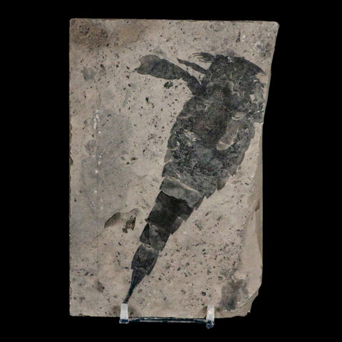 4.7" Eurypterus Sea Scorpion Fossil Eurypterid Silurian 420 Mil Yrs Old New York Stand - Fossil Age Minerals
