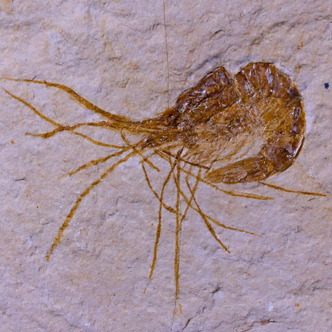 1.6" Fossil Shrimp Carpopenaeus Cretaceous Age 100 Mil Yrs Old Lebanon COA - Fossil Age Minerals