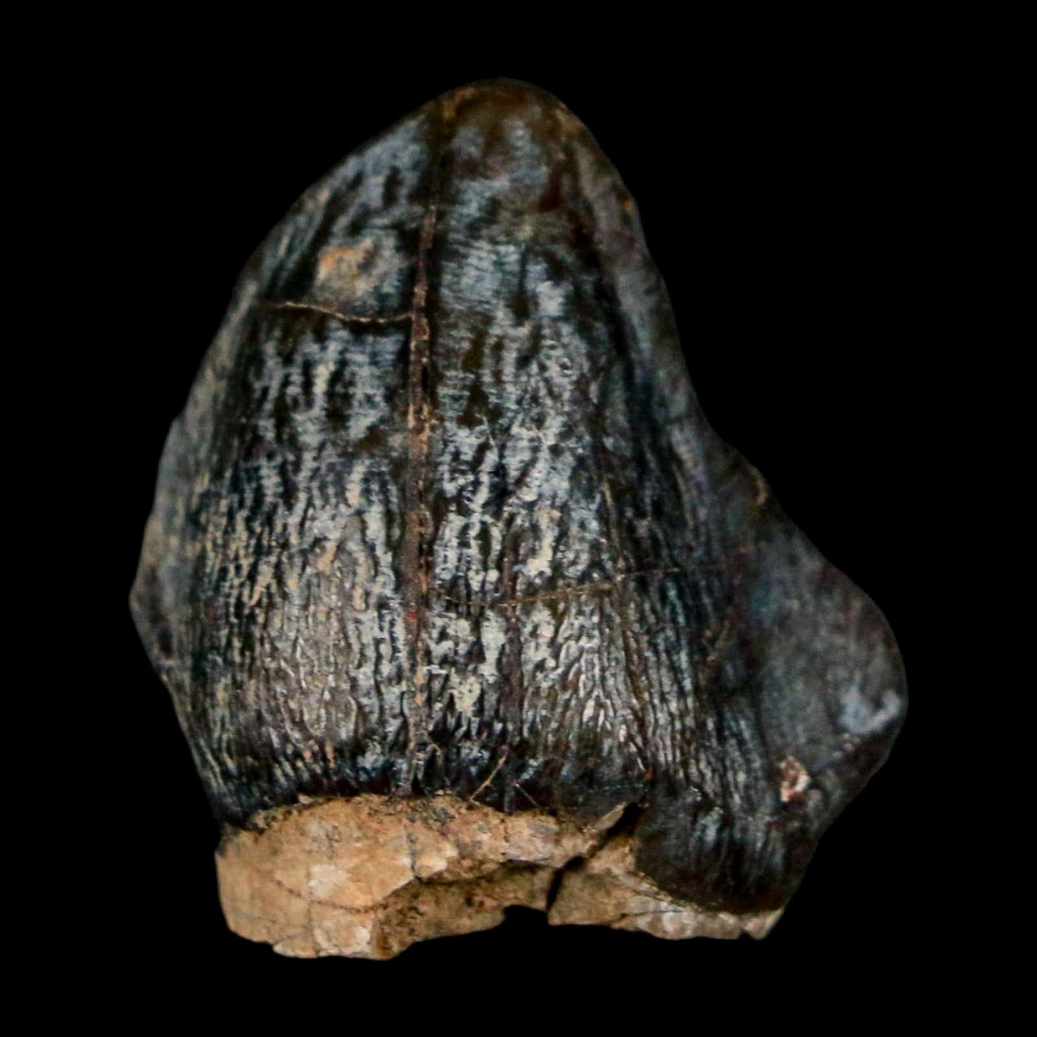 1" Coryphodon Fossil Tooth Willwood Formation Big Horn County Wyoming Stand - Fossil Age Minerals