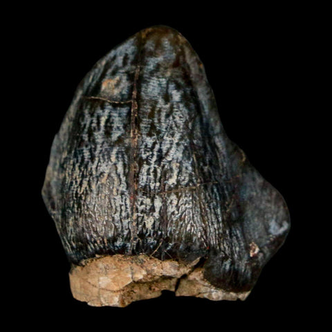 1" Coryphodon Fossil Tooth Willwood Formation Big Horn County Wyoming Stand