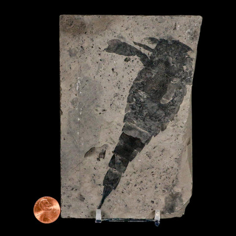 4.7" Eurypterus Sea Scorpion Fossil Eurypterid Silurian 420 Mil Yrs Old New York Stand - Fossil Age Minerals