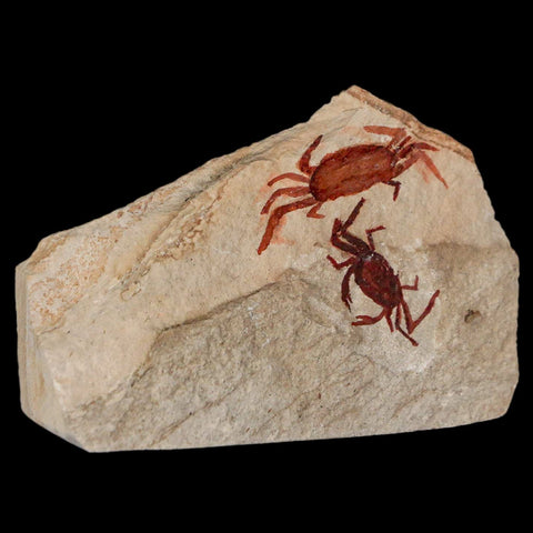 2 Two Fossil Crab Pinnixa Galliheri Pea Crab Monterey Cty San Luis Obispo Miocene COA - Fossil Age Minerals