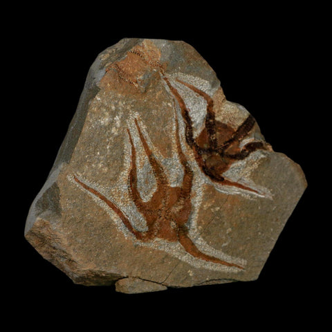 2 Two Brittlestar Ophiura Sp Starfish Fossil Ordovician Age Morocco COA - Fossil Age Minerals