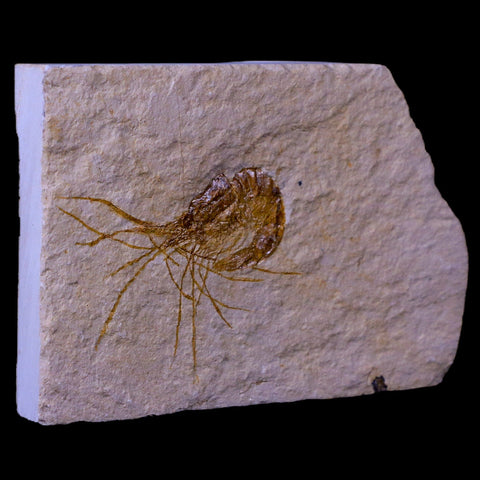 1.6" Fossil Shrimp Carpopenaeus Cretaceous Age 100 Mil Yrs Old Lebanon COA - Fossil Age Minerals