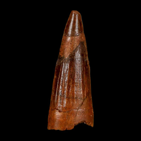 1.6" Spinosaurus Fossil Tooth 100 Million Years Old Cretaceous Dinosaur COA Stand