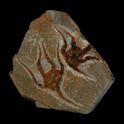 2 Two Brittlestar Ophiura Sp Starfish Fossil Ordovician Age Morocco COA - Fossil Age Minerals
