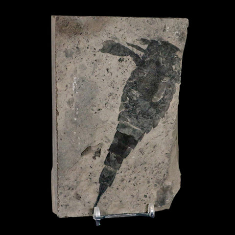 4.7" Eurypterus Sea Scorpion Fossil Eurypterid Silurian 420 Mil Yrs Old New York Stand - Fossil Age Minerals
