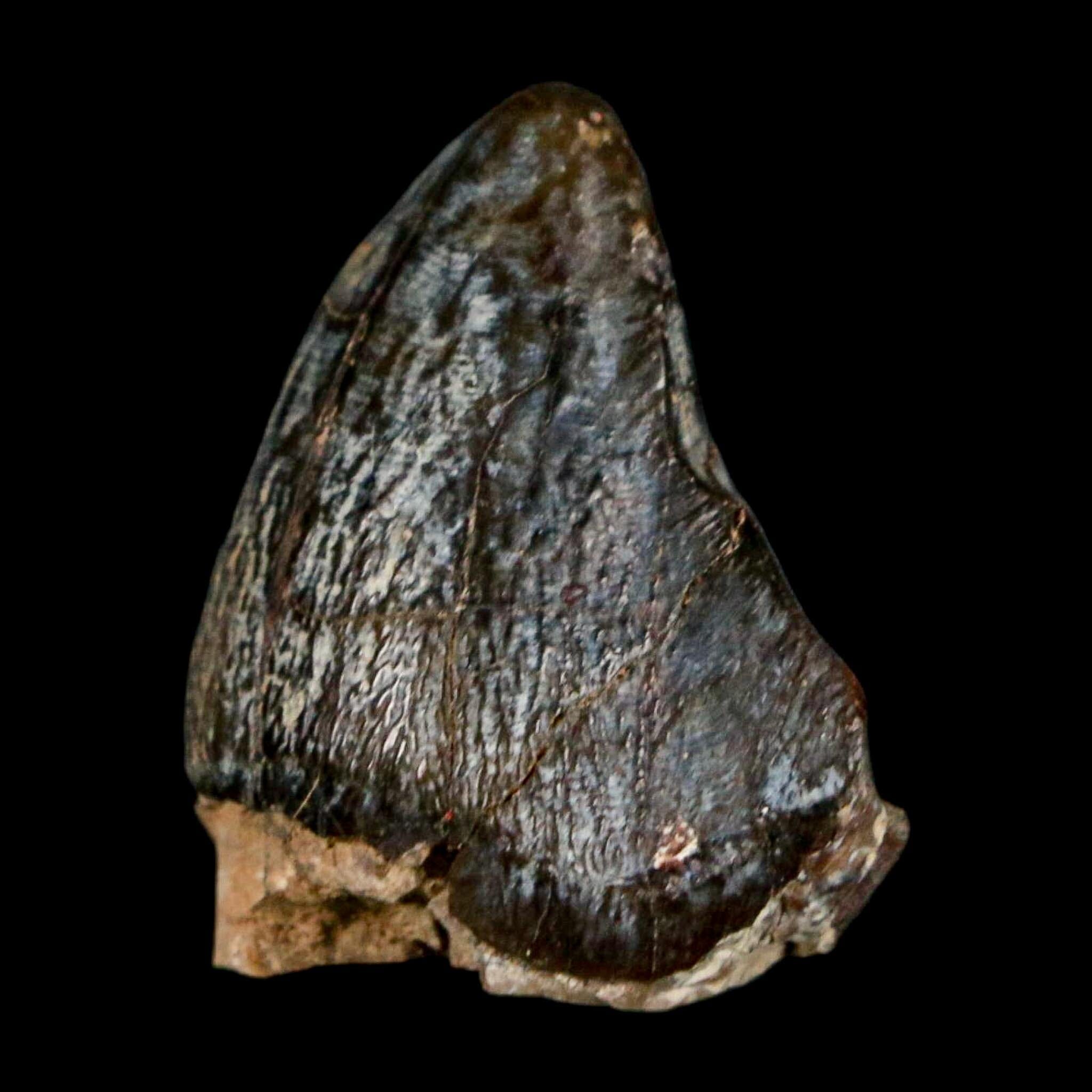 1" Coryphodon Fossil Tooth Willwood Formation Big Horn County Wyoming Stand - Fossil Age Minerals