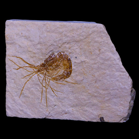 1.6" Fossil Shrimp Carpopenaeus Cretaceous Age 100 Mil Yrs Old Lebanon COA - Fossil Age Minerals