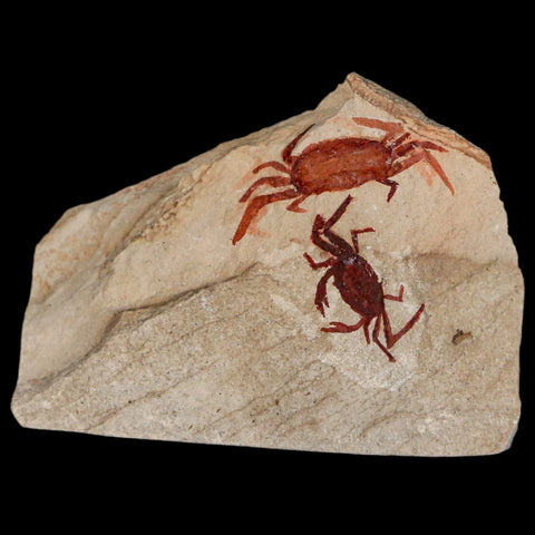 2 Two Fossil Crab Pinnixa Galliheri Pea Crab Monterey Cty San Luis Obispo Miocene COA - Fossil Age Minerals