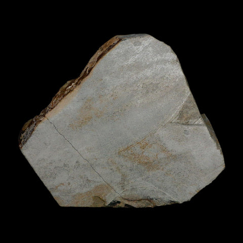 2 Two Brittlestar Ophiura Sp Starfish Fossil Ordovician Age Morocco COA - Fossil Age Minerals