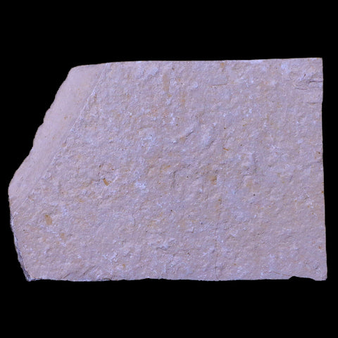 1.6" Fossil Shrimp Carpopenaeus Cretaceous Age 100 Mil Yrs Old Lebanon COA - Fossil Age Minerals