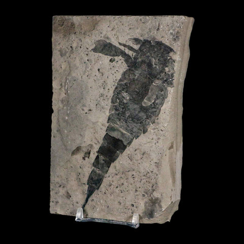 4.7" Eurypterus Sea Scorpion Fossil Eurypterid Silurian 420 Mil Yrs Old New York Stand - Fossil Age Minerals