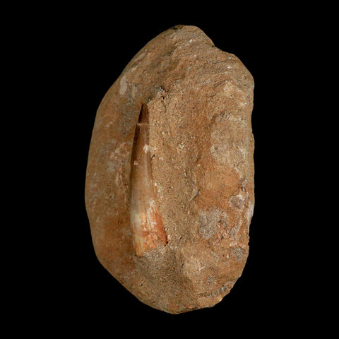 XL 2" Plesiosaur Zarafasaura Tooth Fossil In Matrix Cretaceous Dinosaur Era COA