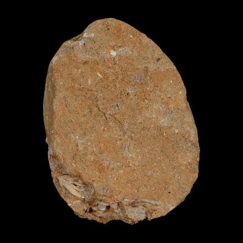 XL 2" Plesiosaur Zarafasaura Tooth Fossil In Matrix Cretaceous Dinosaur Era COA